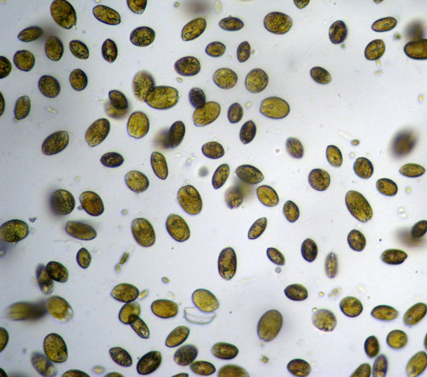 Probabile Prorocentrum minimum, dinoflagellato marino